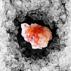 The image artistically depicts an enlarged tissue biopsy from the human duodenum surrounded by a crystalline structure resembling ice, illustrating the concept of preservation at low temperatures. The red and orange hues of the biopsy stand out against the monochrome, textured background, symbolizing the warmth of life amid the cold storage necessary for scientific analysis. This visual metaphor represents the meticulous process by which medical professionals and researchers study tissue permeability and protein expression to understand changes due to aging or disease.